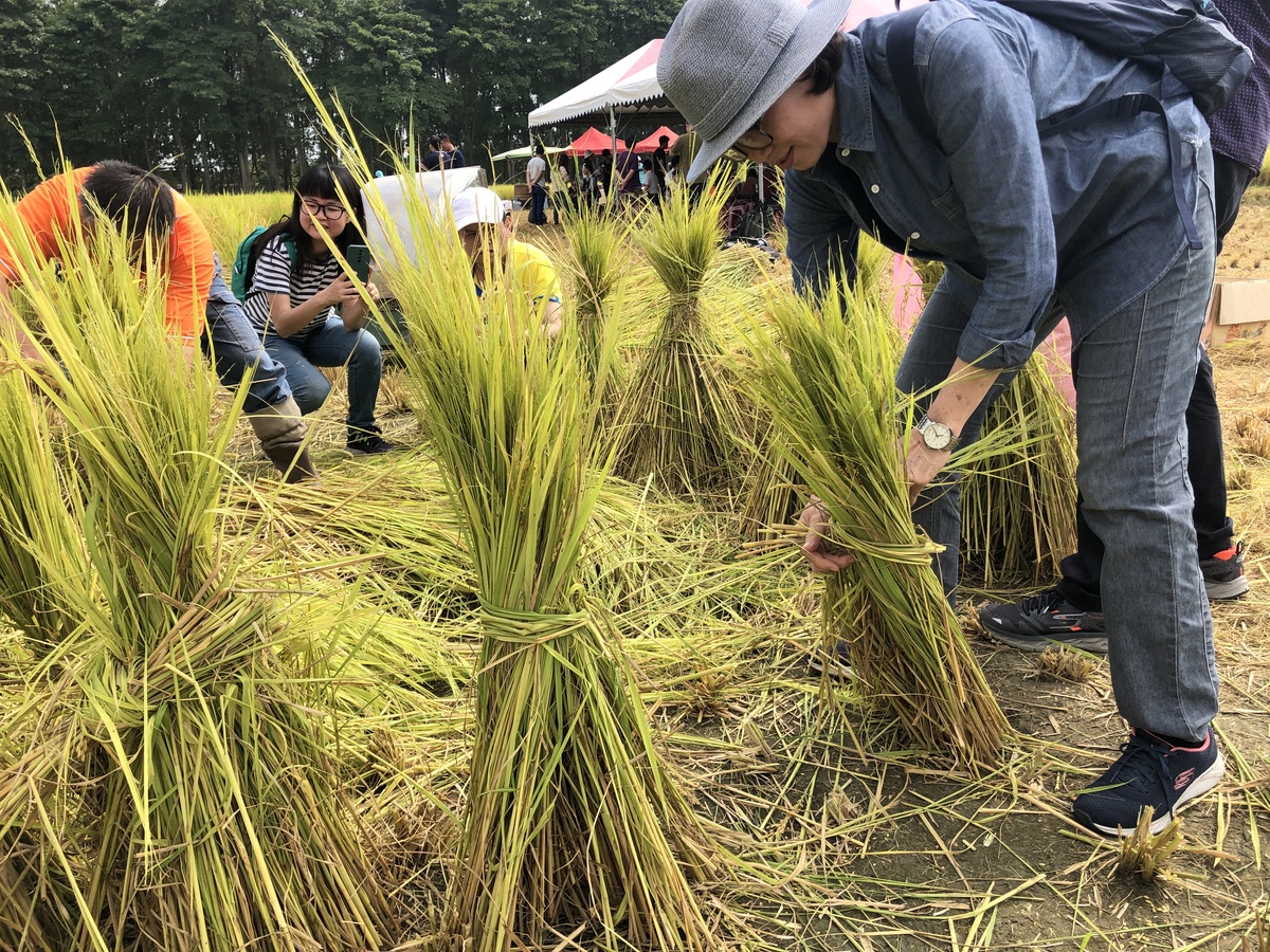 雷科企業同仁學習如何整草，將已打穀的稻草束成傘狀(另開新視窗/jpg檔)