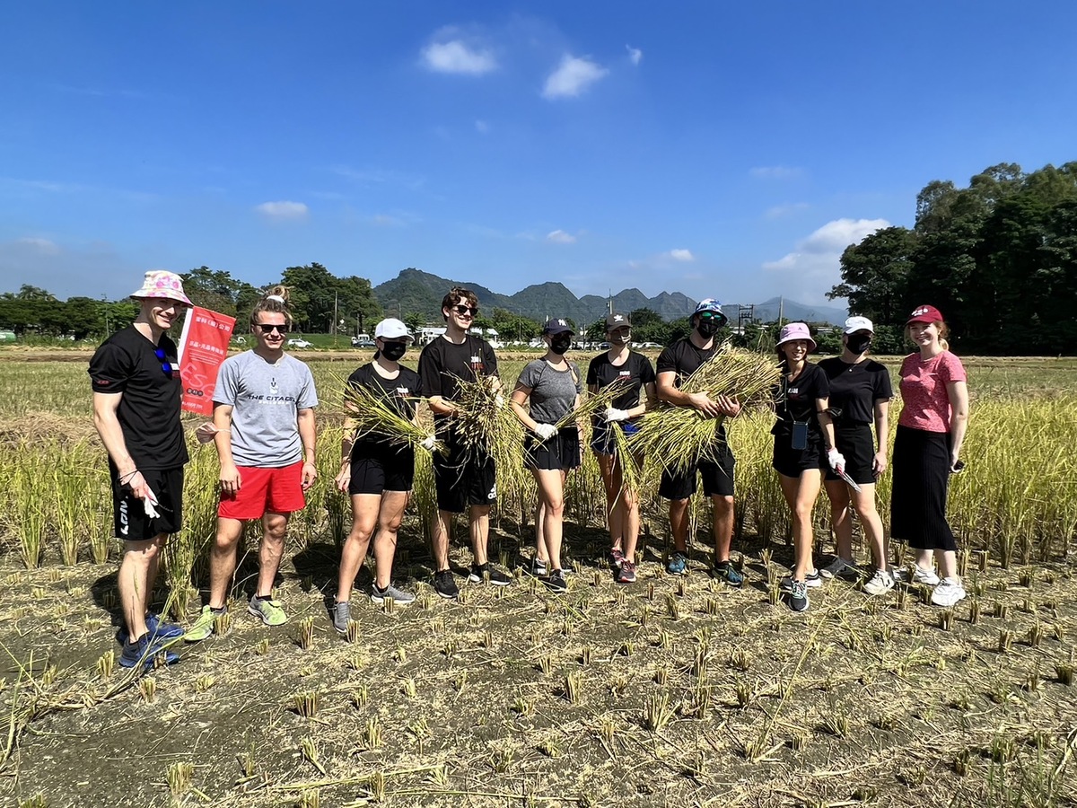 IBMBA國際生收割稻穗初體驗(另開新視窗/jpg檔)圖片