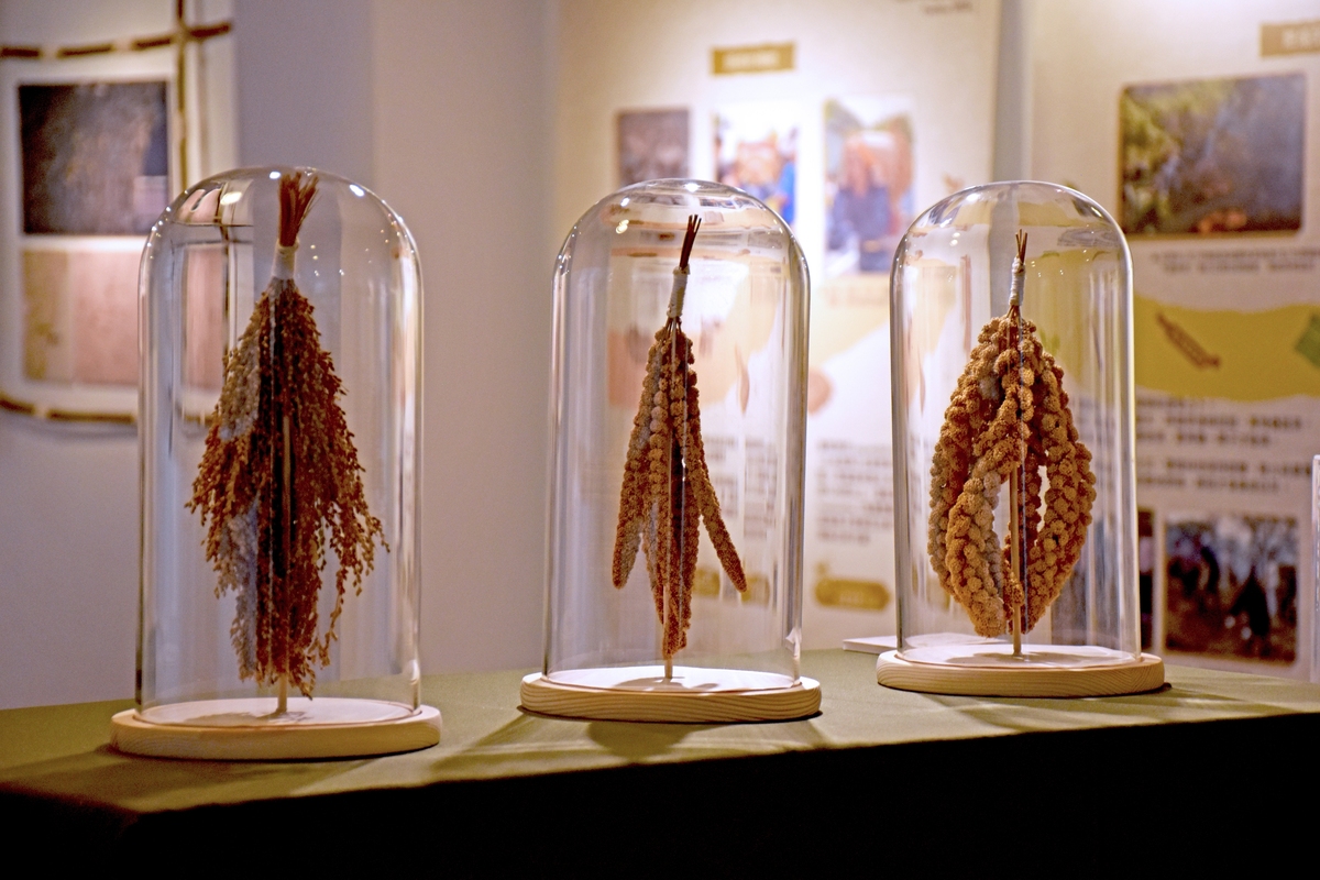 不同品種小米穗(另開新視窗/jpg檔)圖片