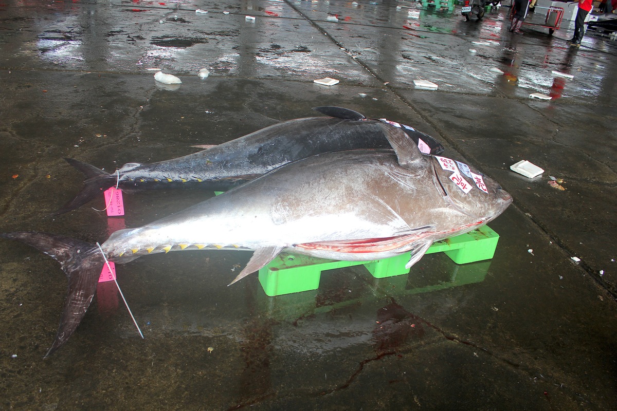黑鮪魚(另開新視窗/jpg檔)圖片