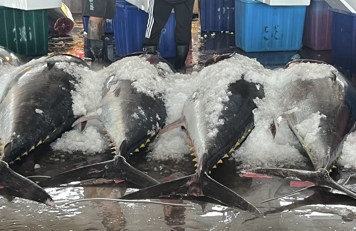 東港為臺灣黑鮪魚主要捕獲地。圖／洪靖媛(另開新視窗/jpg檔)圖片