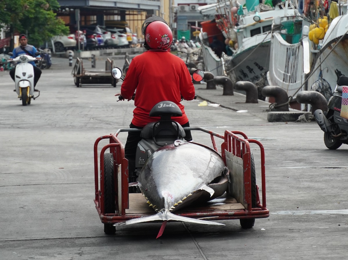 東港百萬名車。圖／楊善宇(另開新視窗/jpg檔)圖片
