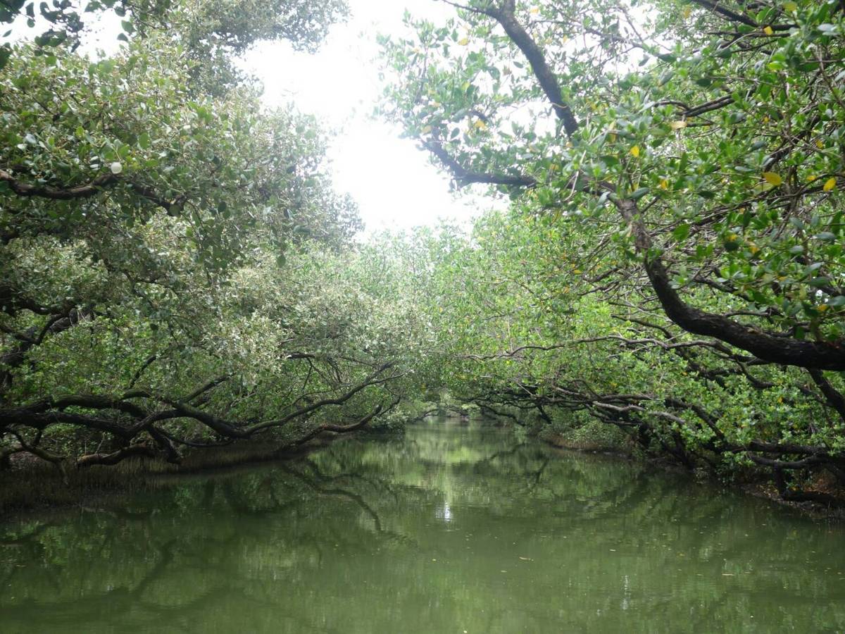 台南四草綠色隧道，兩側紅樹林交錯成茂密繁盛的綠色隧道，有「台灣亞馬遜河」美譽，陽光從葉縫間灑落，形成綠色倒影，十分浪漫美麗。(另開新視窗/jpg檔)圖片
