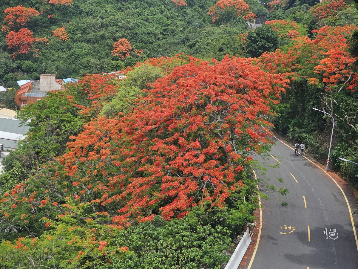 中山大學鳳凰花開　青春從山海啟程(另開新視窗/jpg檔)圖片