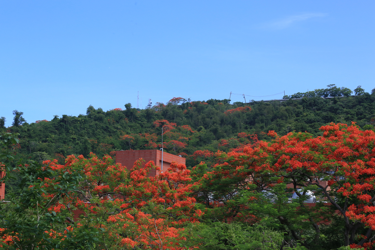 中山大學鳳凰花開　青春從山海啟程(另開新視窗/jpg檔)圖片