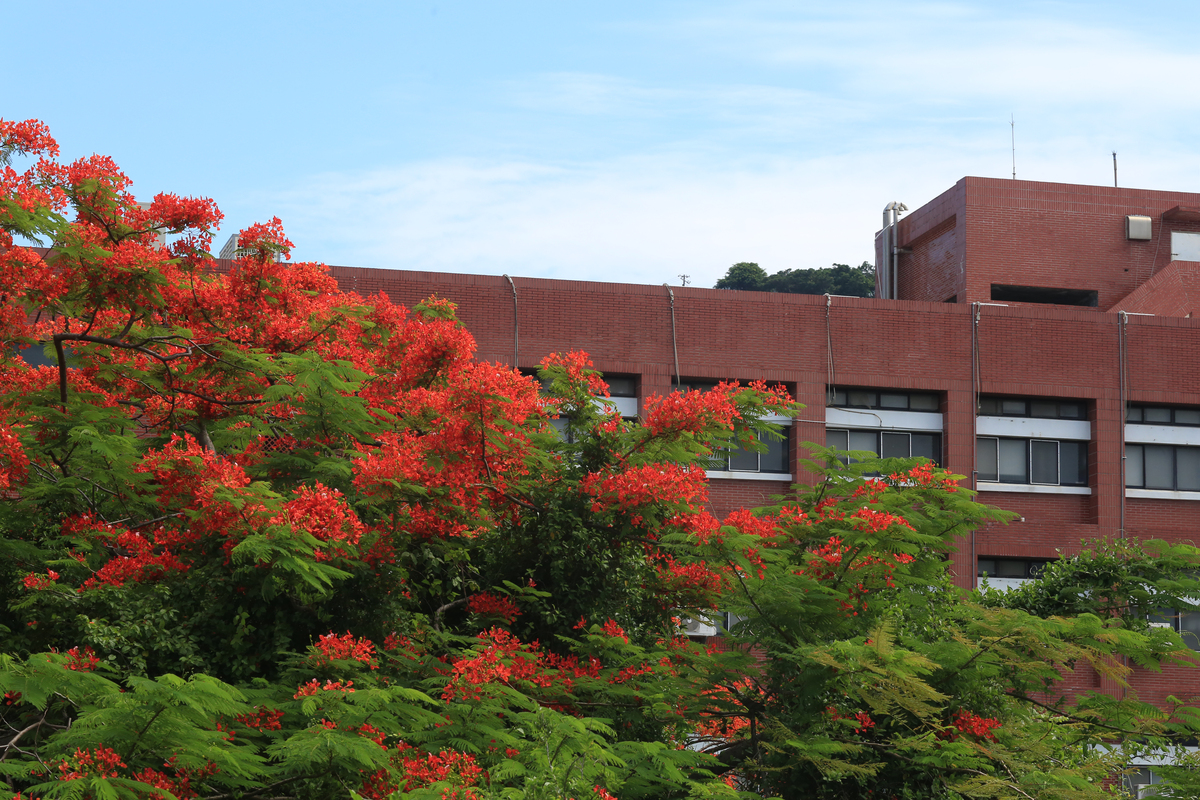 中山大學鳳凰花開　青春從山海啟程(另開新視窗/jpg檔)圖片