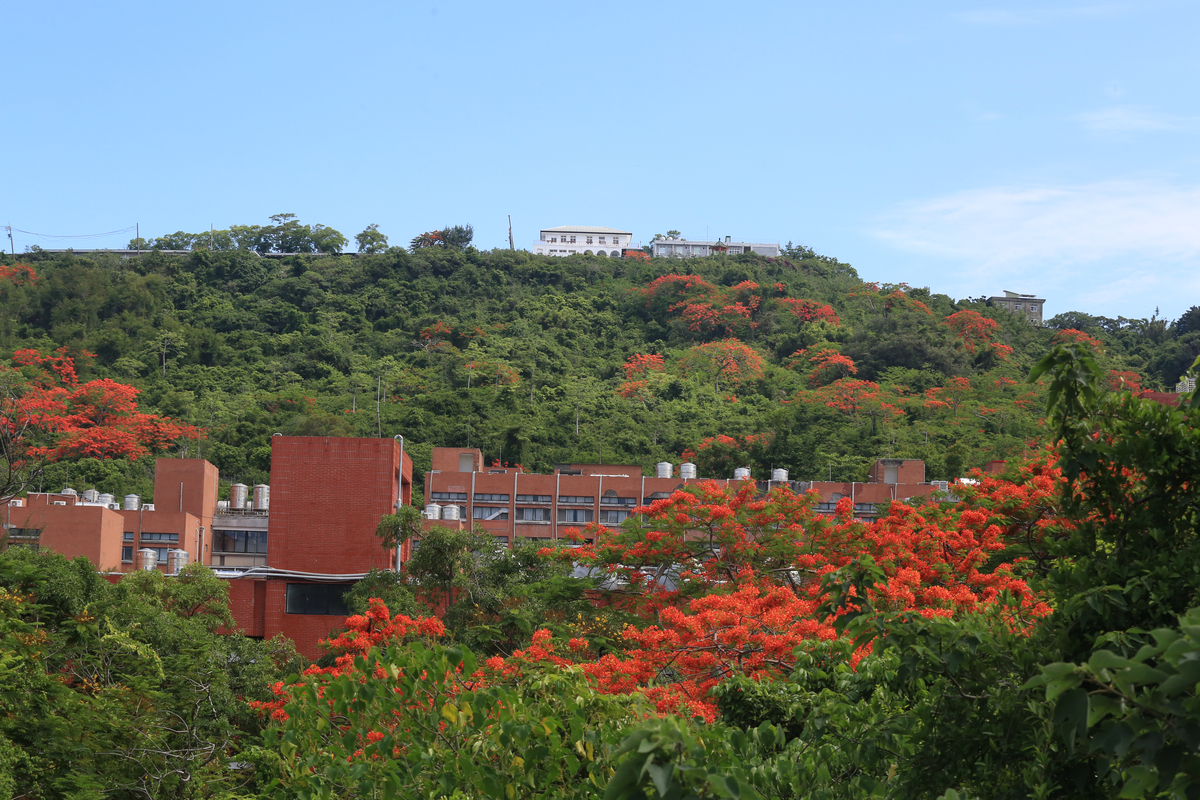中山大學鳳凰花開　青春從山海啟程(另開新視窗/jpg檔)圖片