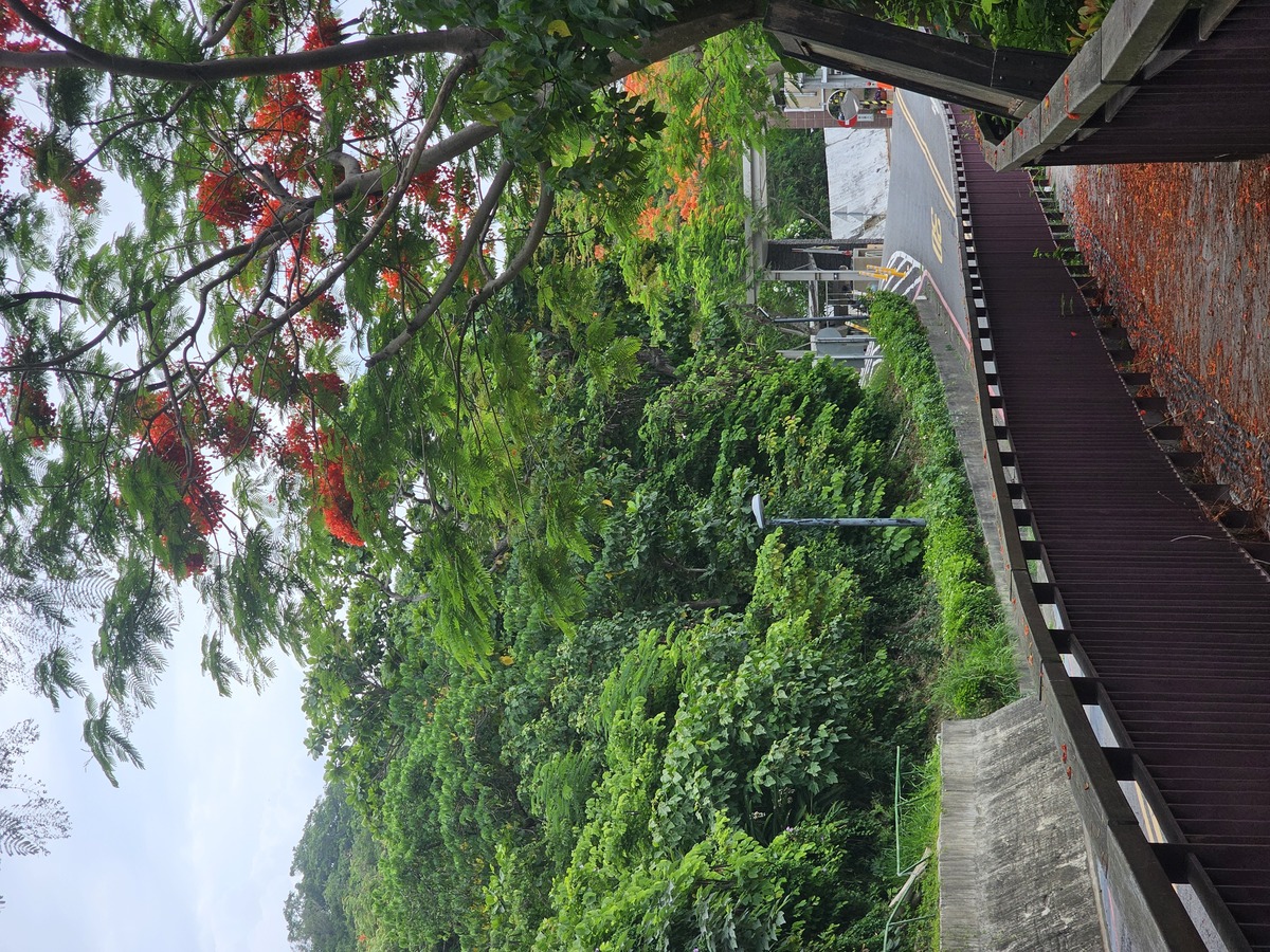 中山大學鳳凰花開　青春從山海啟程(另開新視窗/jpg檔)圖片