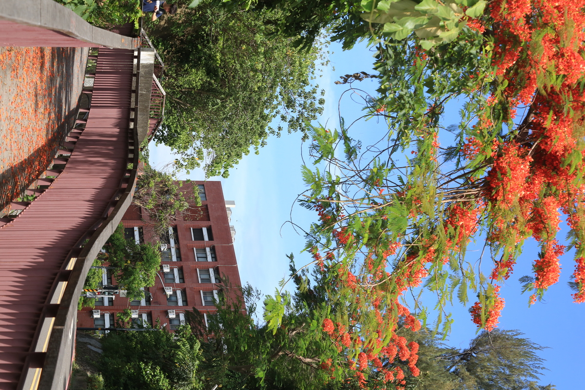 中山大學鳳凰花開　青春從山海啟程(另開新視窗/jpg檔)圖片