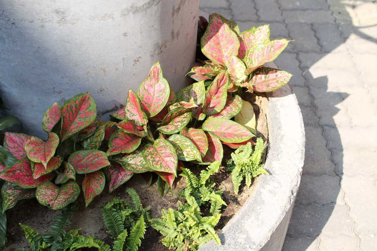 草本植栽點綴著素雅花槽(另開新視窗/jpg檔)圖片