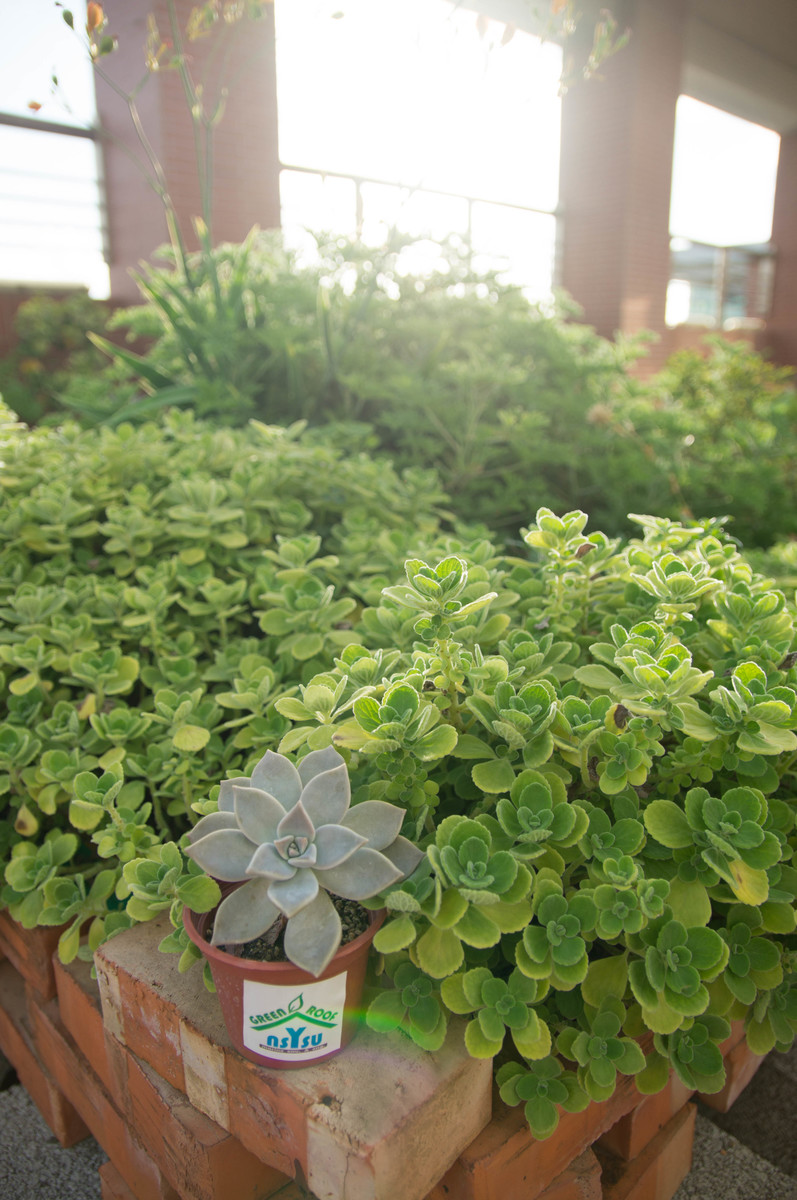 中山大學海工館綠屋頂 讓教室變涼了！(另開新視窗/jpg檔)圖片