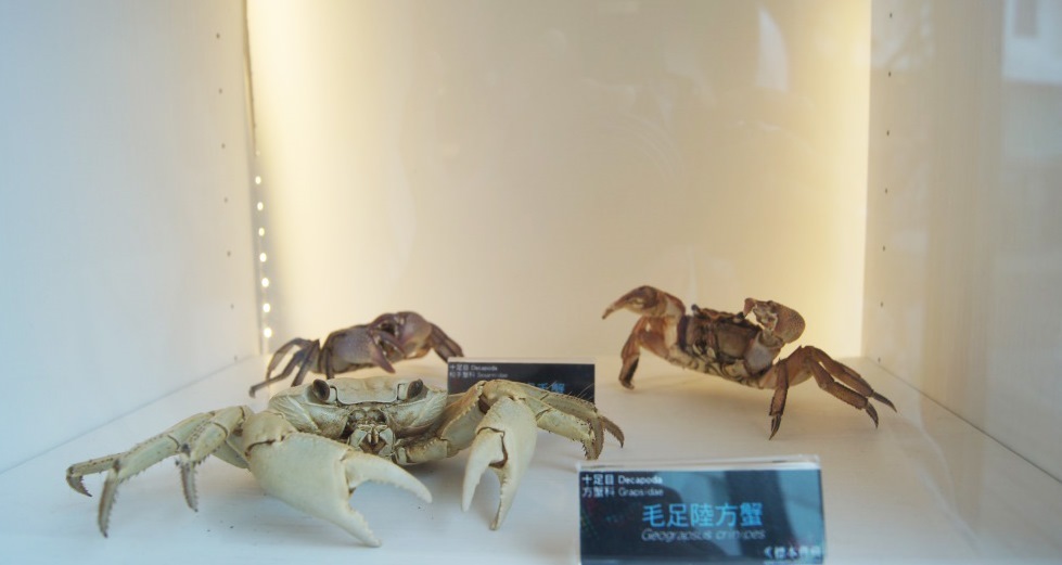 《蟹逅─經典特展》 世界唯一柴山蟹露面(另開新視窗/jpg檔)圖片