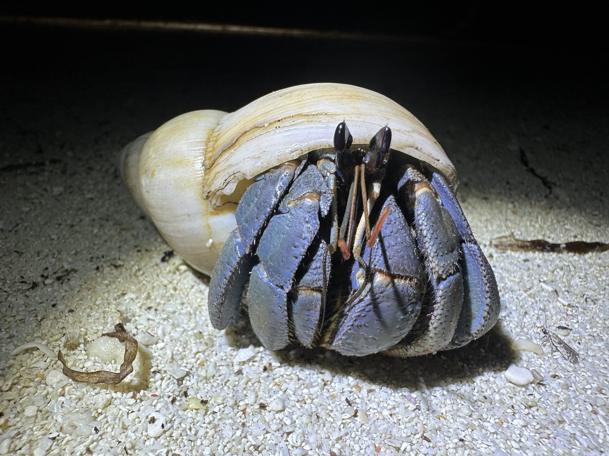 藍紫陸寄居蟹Coenobita violascens(另開新視窗/jpg檔)圖片