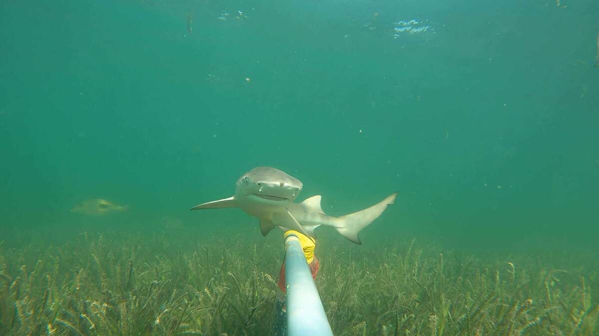 東沙環礁是尖齒檸檬鯊的重要育幼場(另開新視窗/jpg檔)圖片