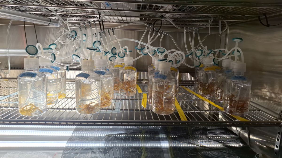 帶領團隊設計並進行大型海藻光照強度與鐵需求科學實驗。(另開新視窗/png檔)圖片