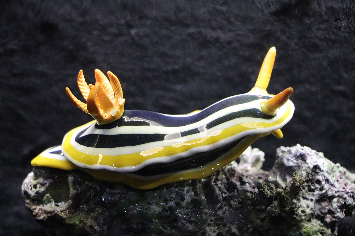 海蛞蝓行動展示箱（照片來源：國立海洋生物博物館）(另開新視窗/jpg檔)圖片