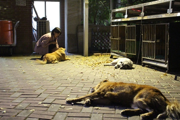 文學院的守護犬皮皮、喬妹與胖弟，牠們白天能自由活動，夜晚有自己的小窩。別看牠們看到人就露出肚肚，要是有陌生狗或者獼猴出現，牠們可是會發脾氣的！　李娉婷/攝(另開新視窗/jpg檔)圖片
