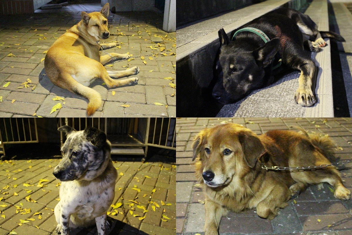 皮皮、莉莉、喬妹、胖弟(由左至右)是文學院與藝術大樓的守護犬，白天會在自己的「地盤」巡邏。　李娉婷/攝(另開新視窗/jpg檔)圖片