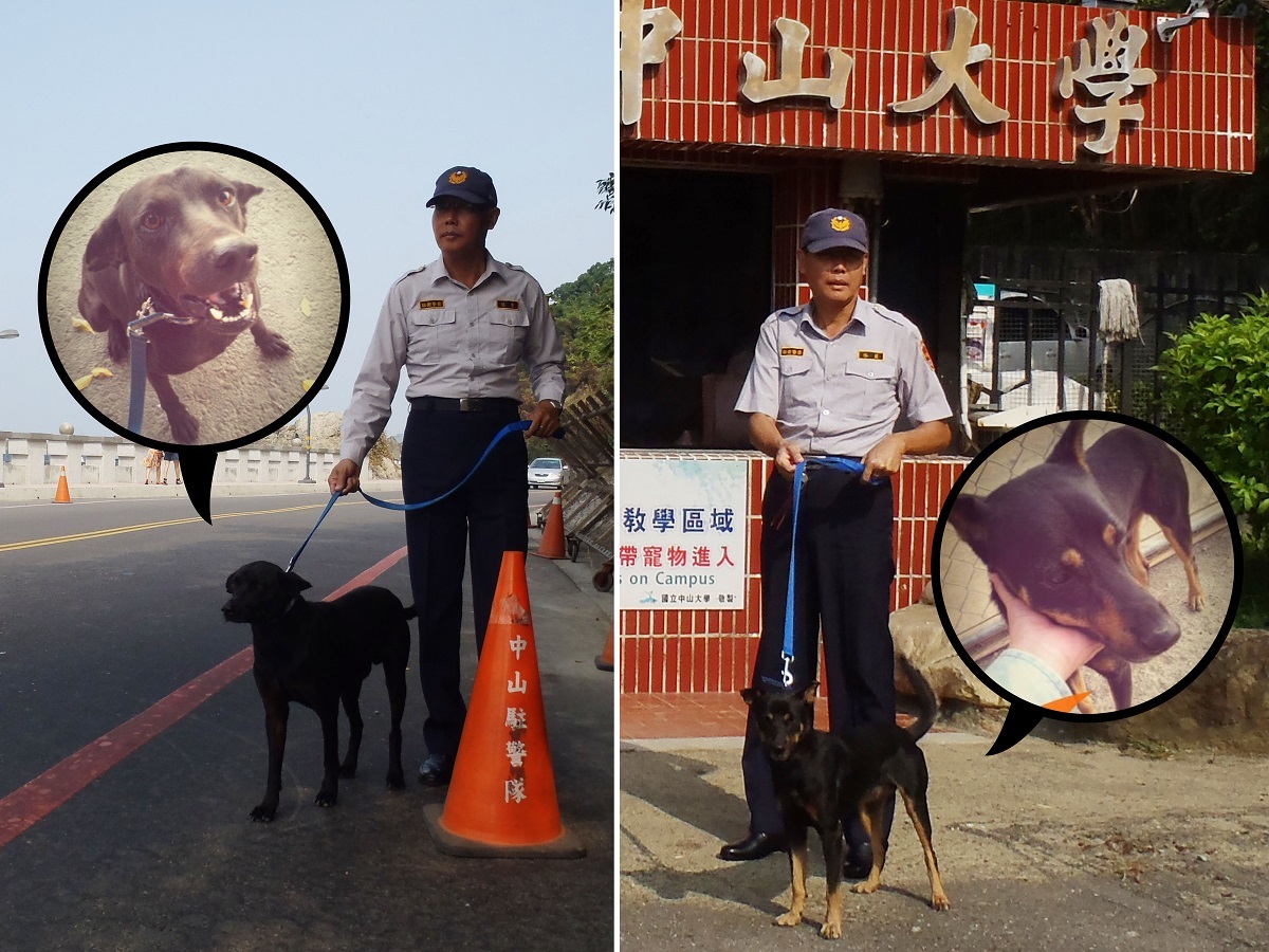 大黑(左)、小黑(右)從校園出入口對流浪狗進行「源頭管理」，警衛大哥非常喜歡小黑，常常帶著牠到處巡邏！　中山大學校園流浪犬專案小組/提供(另開新視窗/jpg檔)圖片