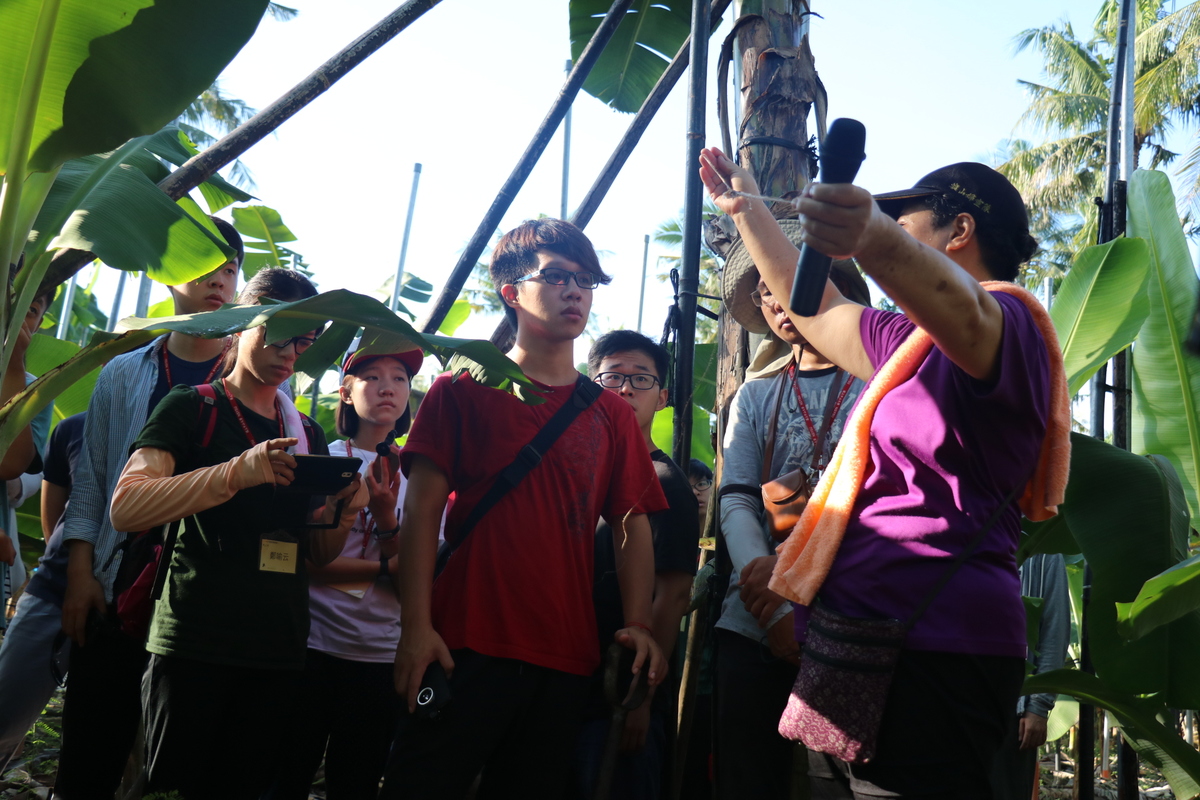 農村體驗正夯 中山大學邀青年當「蕉」換生(另開新視窗/jpg檔)圖片