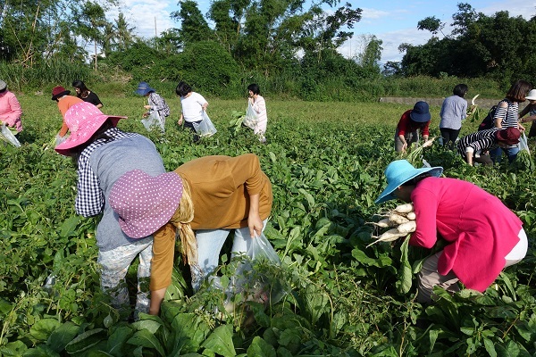 眷聯會美濃巡禮 拔蘿蔔體驗田園樂(另開新視窗/jpg檔)圖片