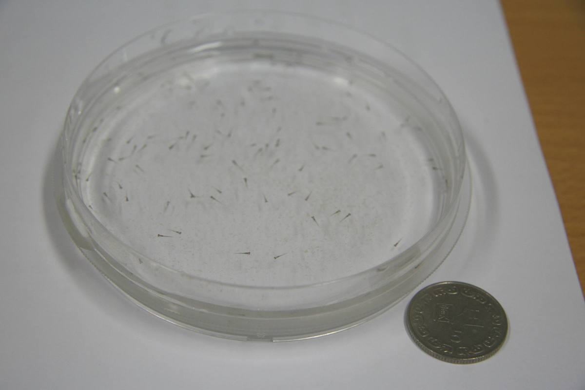 以出生三天內的斑馬魚進行實驗(另開新視窗/jpg檔)圖片