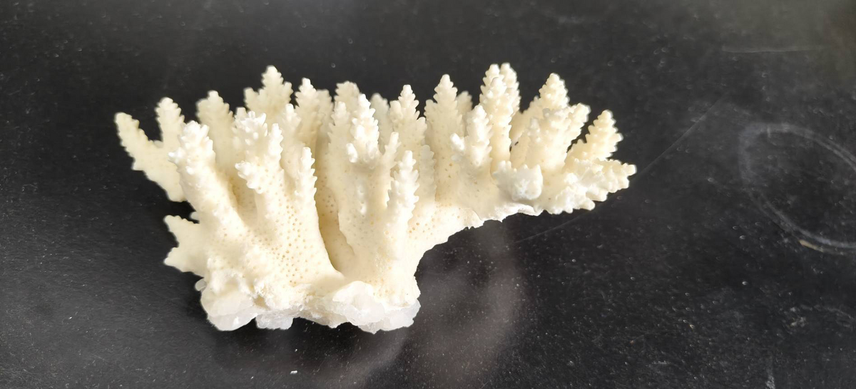 鹿角珊瑚骨骼(另開新視窗/png檔)圖片