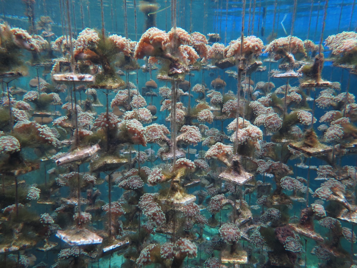 鹿角珊瑚（圖片來源：海生館提供）(另開新視窗/jpg檔)圖片