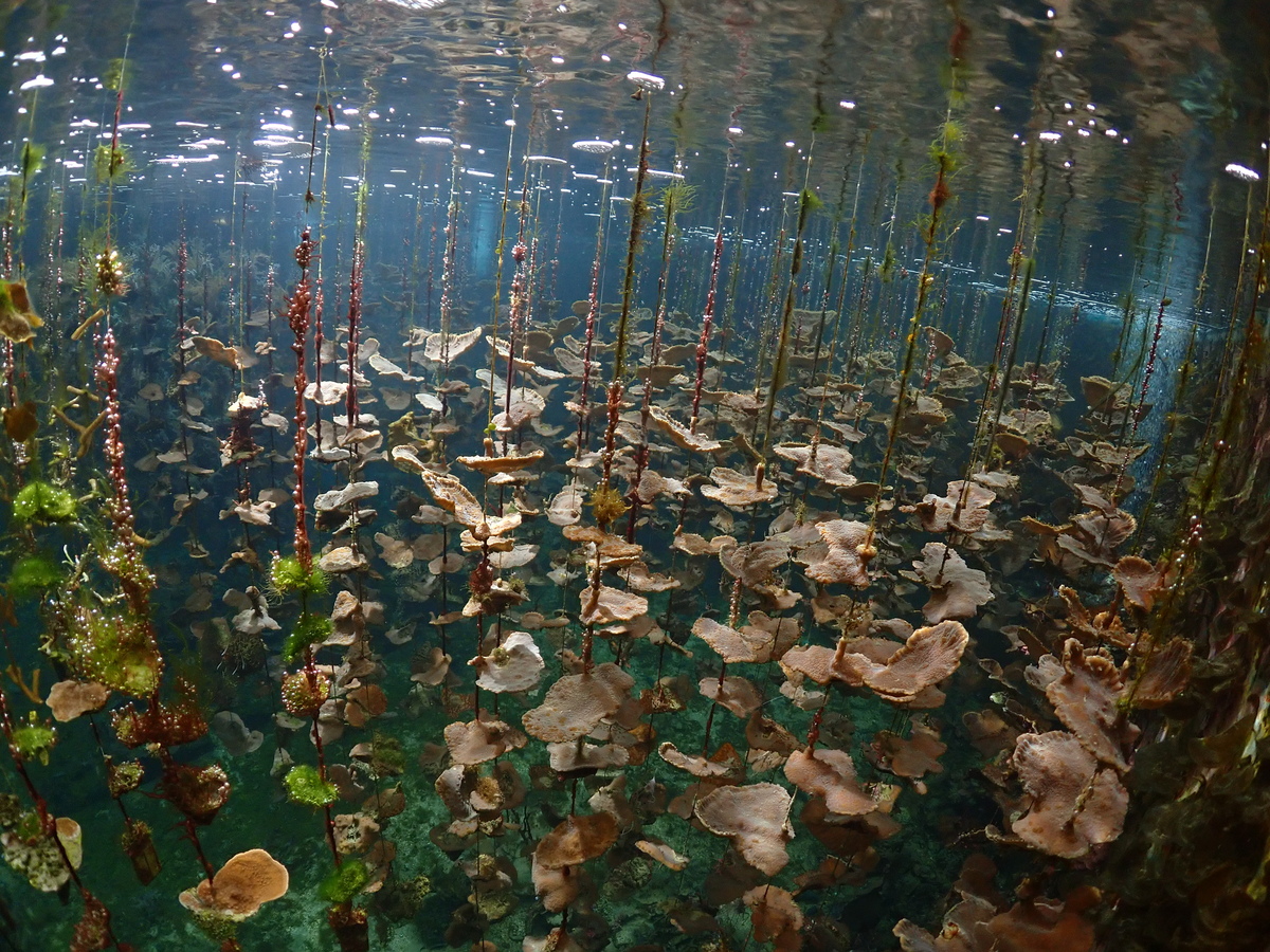鹿角珊瑚（圖片來源：海生館提供）(另開新視窗/jpg檔)圖片