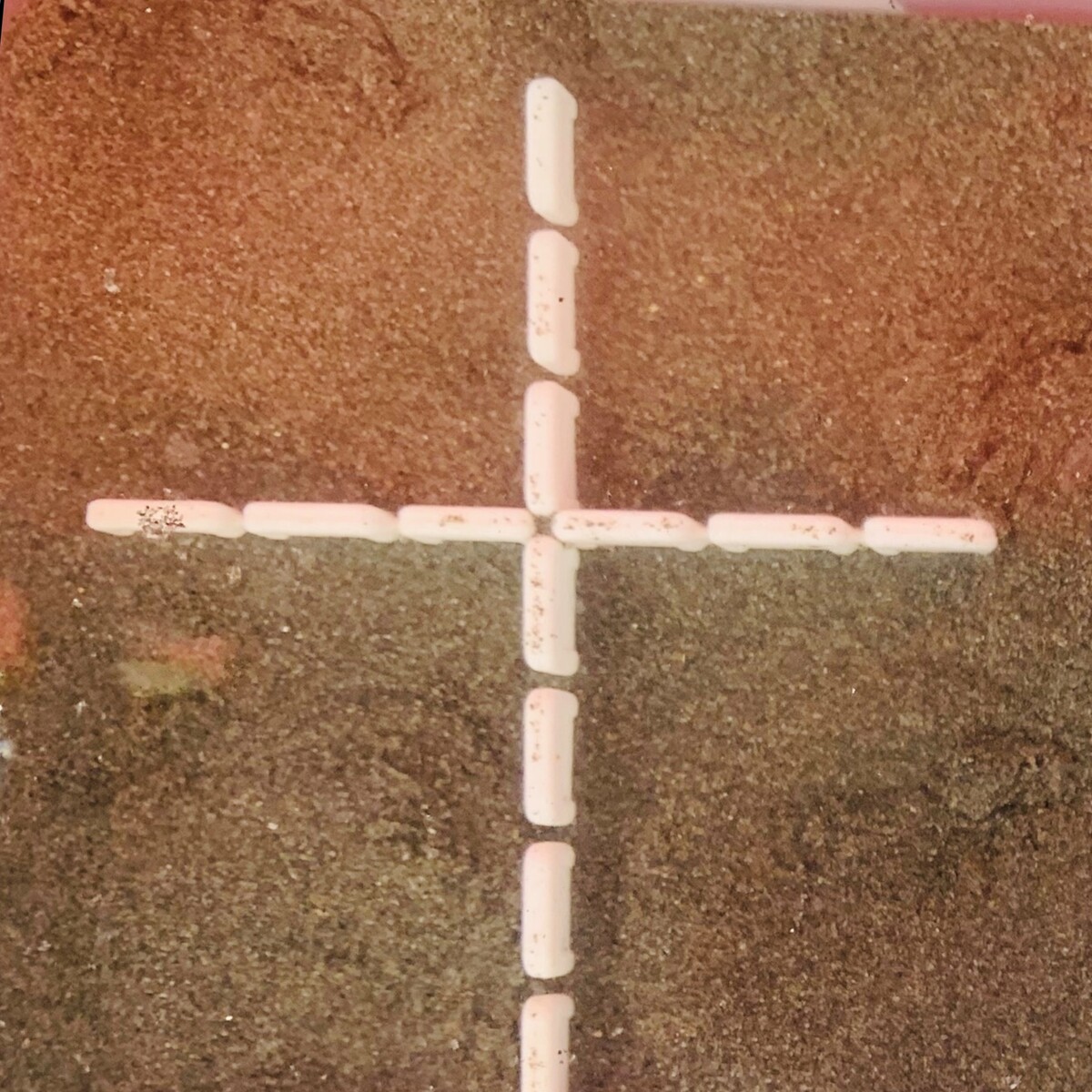 水管收回外殼埋藏為文蛤主要行為模式(另開新視窗/jpg檔)圖片