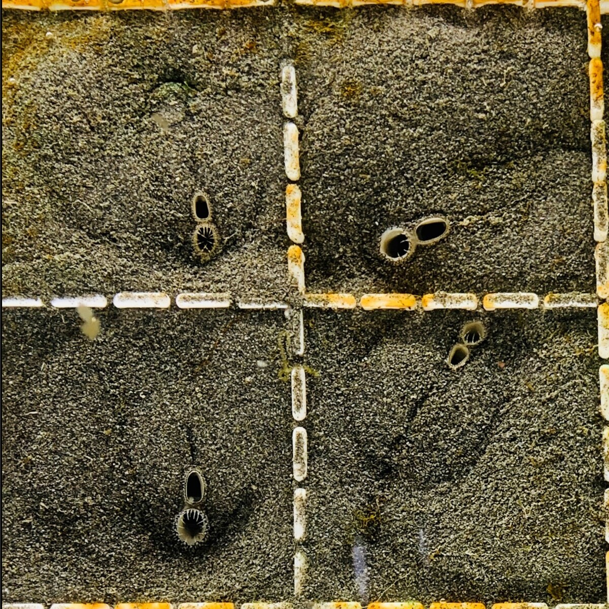 水管伸出外殼埋藏是文蛤進行活躍的濾食行為(另開新視窗/jpg檔)圖片