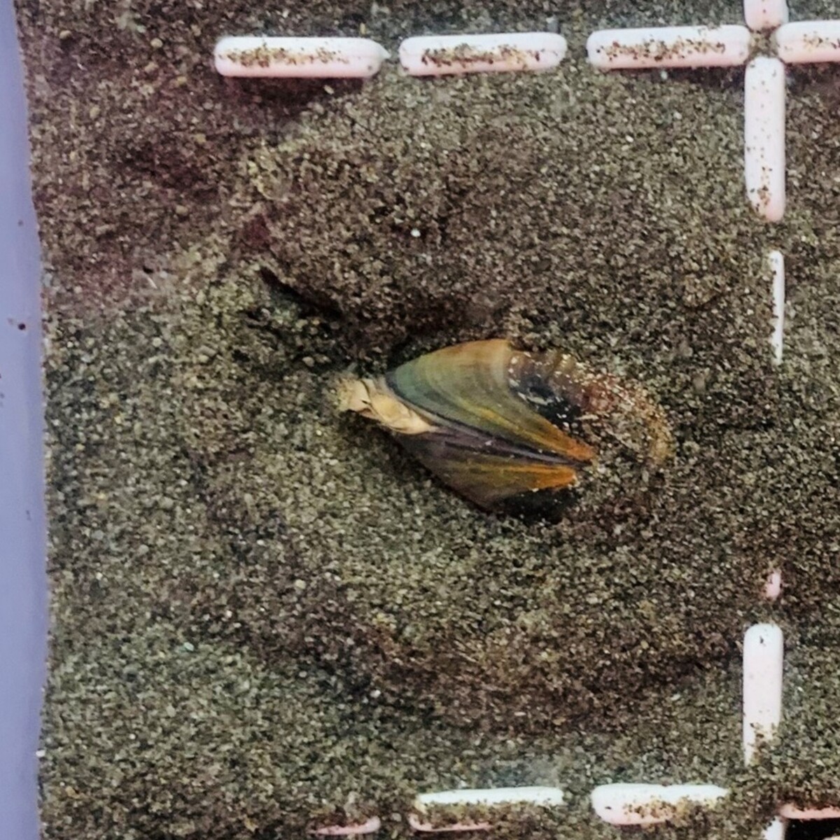 文蛤水管伸出外殼外露是文蛤應對環境壓力所採取的反應(另開新視窗/jpg檔)圖片
