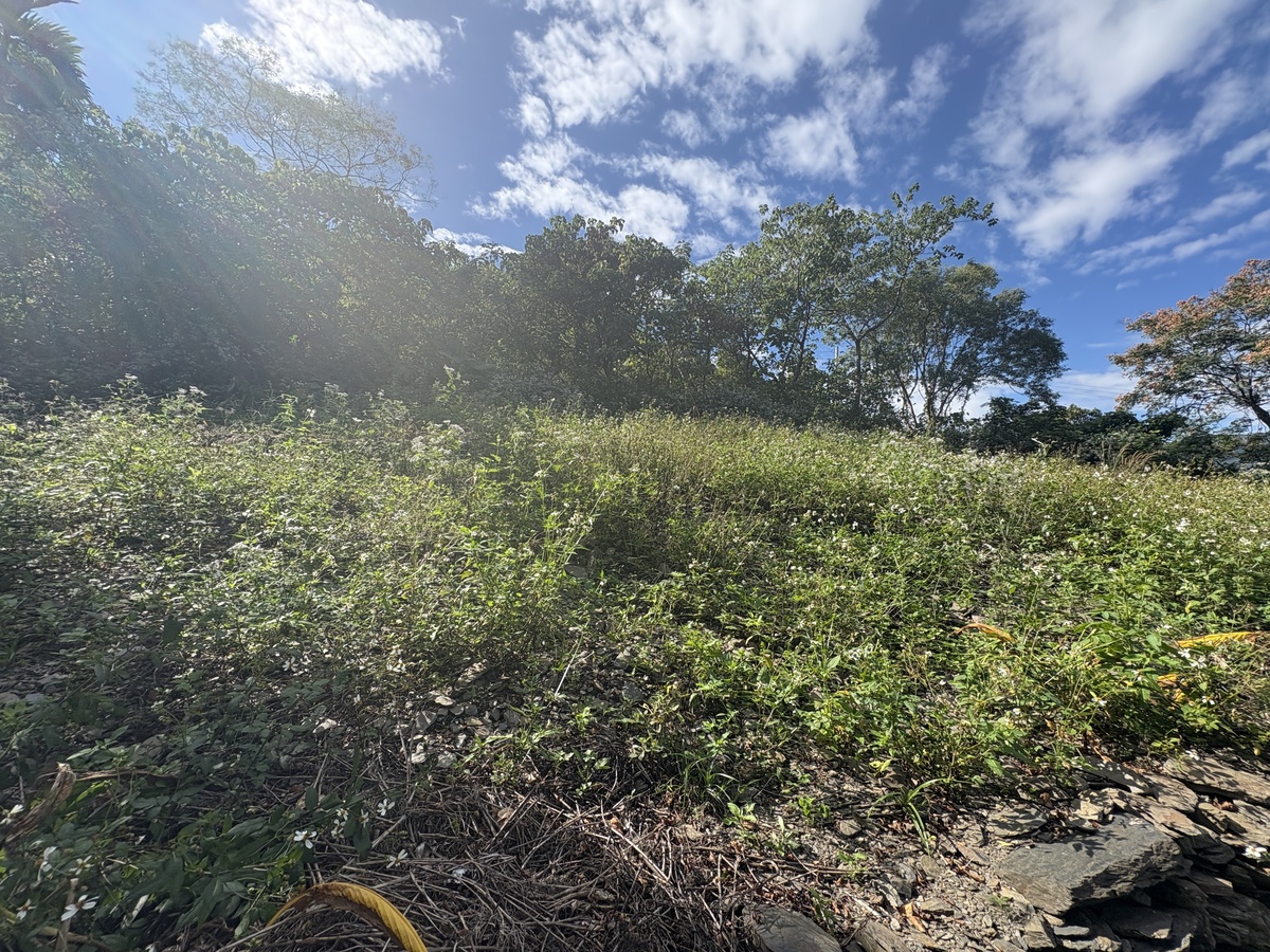 清備前田地雜草叢生(另開新視窗/jpg檔)圖片