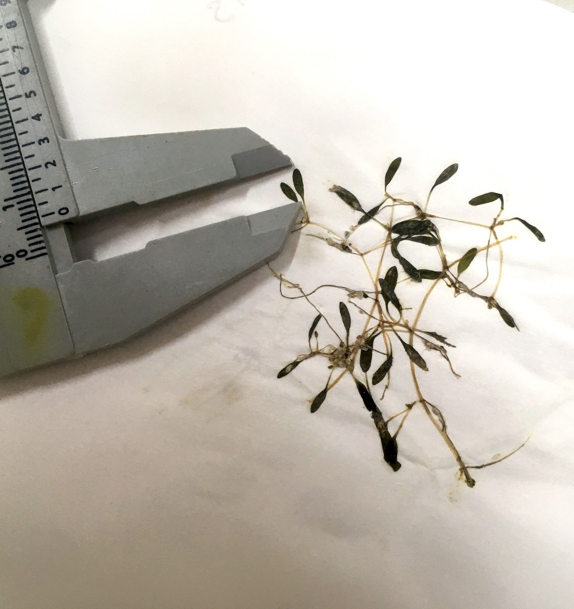 其中一種尚未被描述的新種，具鹽草屬中最小葉長4.42–6.61mm。(另開新視窗/jpg檔)