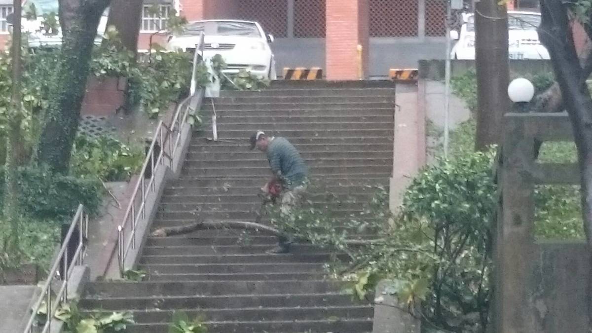 梅姬颱風校園災損 菩提樹挺過風雨(另開新視窗/jpg檔)圖片