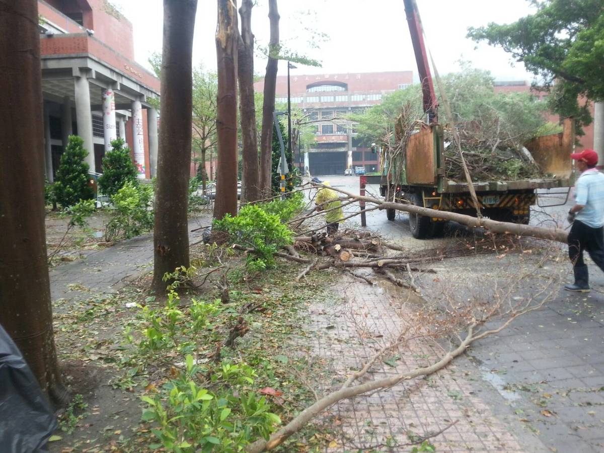 梅姬颱風校園災損 菩提樹挺過風雨(另開新視窗/jpg檔)圖片
