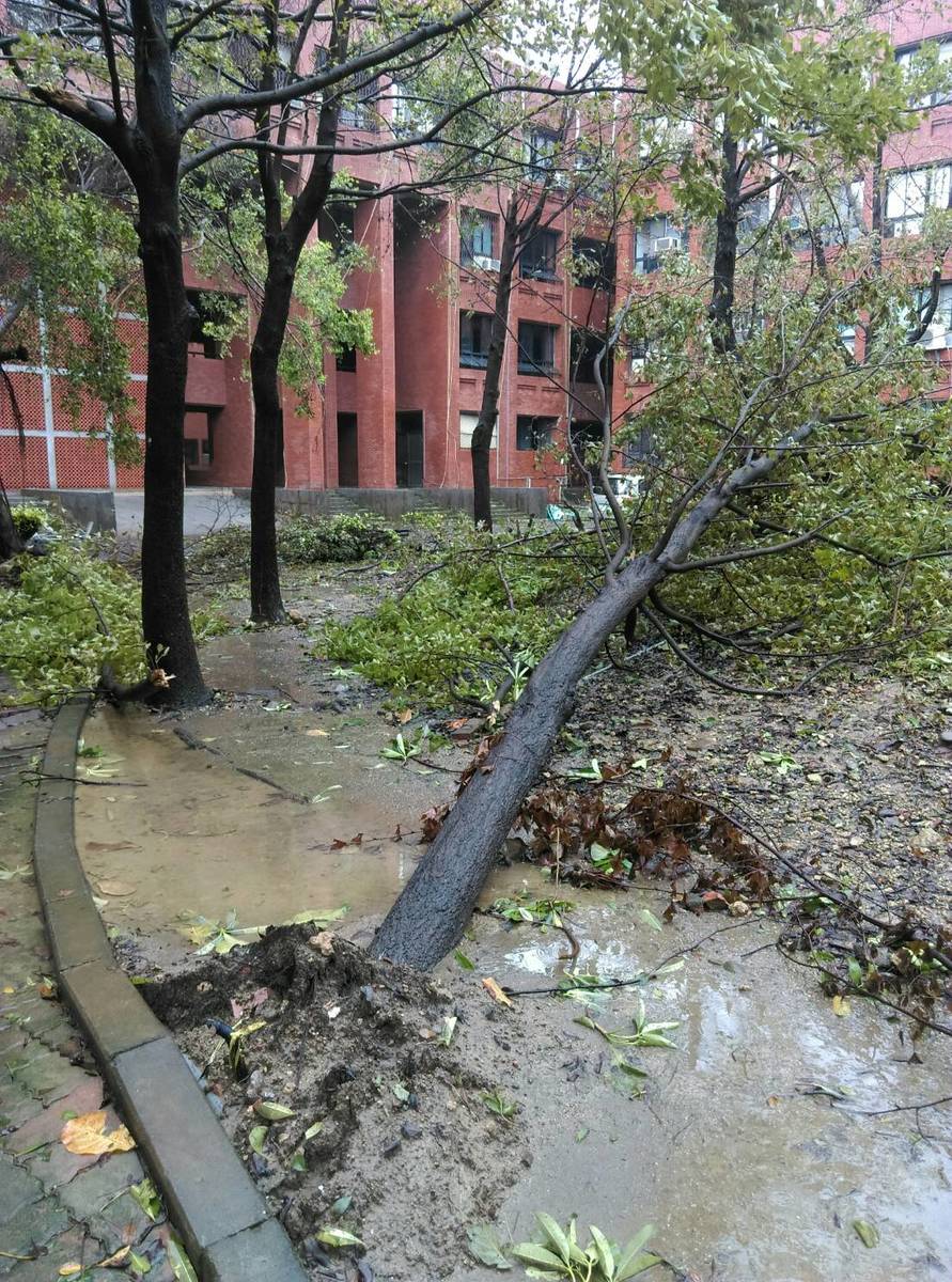梅姬颱風校園災損 菩提樹挺過風雨(另開新視窗/jpg檔)圖片