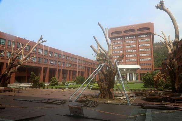 梅姬颱風校園災損 菩提樹挺過風雨(另開新視窗/jpg檔)圖片