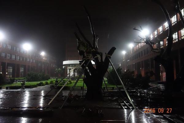 梅姬颱風校園災損 菩提樹挺過風雨(另開新視窗/jpg檔)圖片