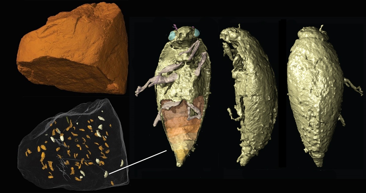 國立中山大學跨國研究團隊使用「同步輻射顯微攝影技術」，進行3D重建的糞便化石與龍糞三疊藻食甲蟲。(另開新視窗/jpg檔)