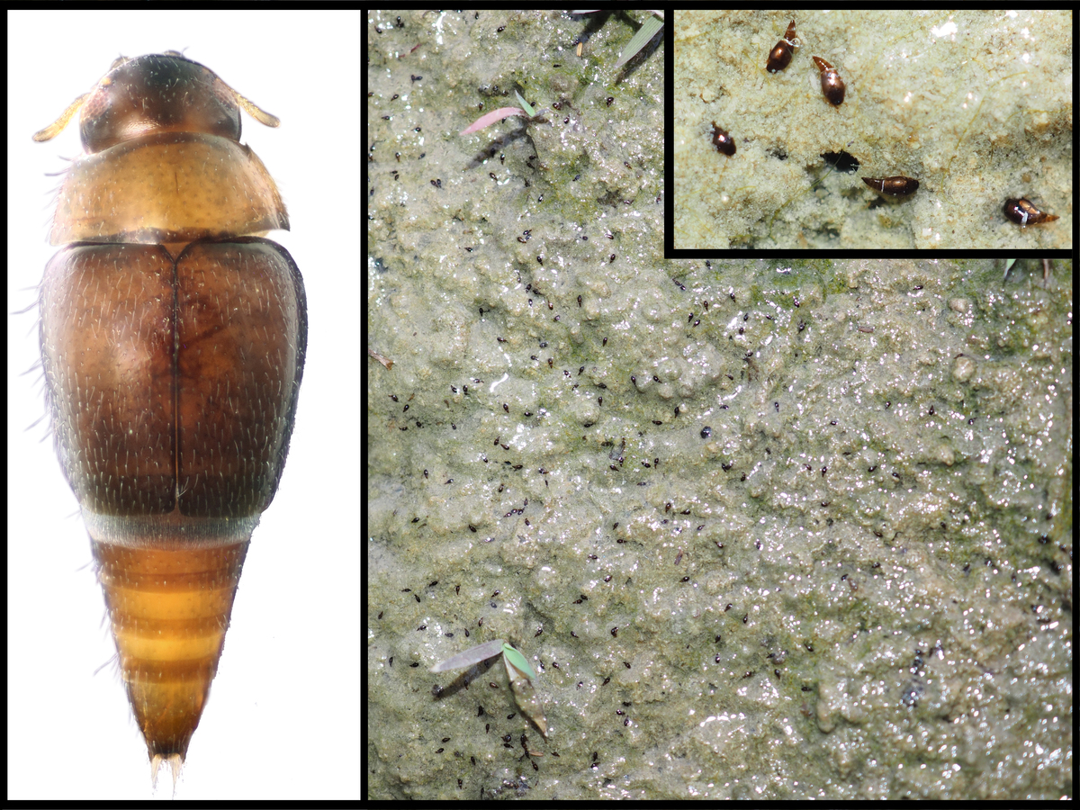 三疊藻食甲蟲的現生遠親：出尾水蟲 (Hydroscaphidae)(另開新視窗/jpg檔)