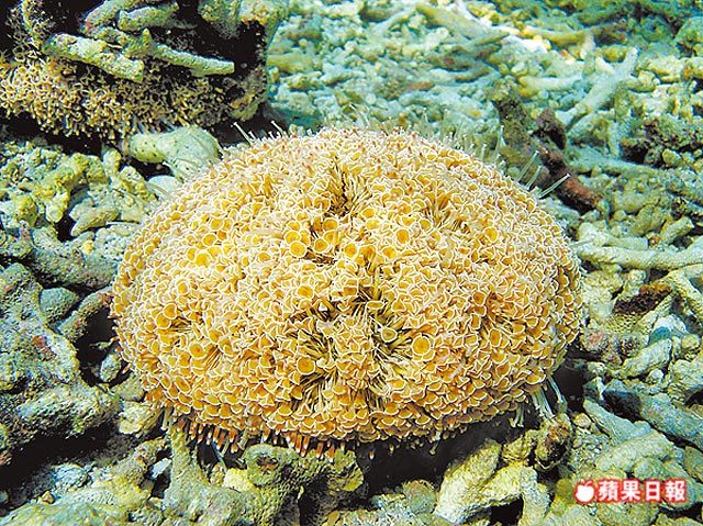 瘋壯陽 喇叭海膽遭盜獵（蘋果日報）(另開新視窗/jpg檔)圖片