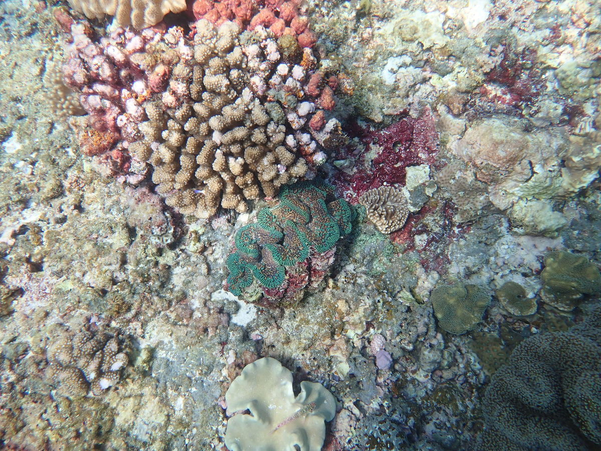 在東沙浮潛50公尺可見世界級珊瑚礁，這些珊瑚礁已存活2百多年至4千多年。(另開新視窗/jpg檔)