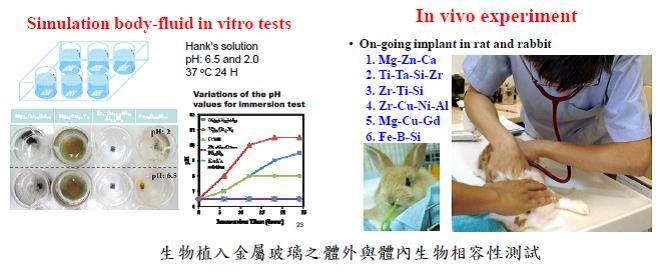 生物植入金屬玻璃之體外與體內生物相容性測試(另開新視窗/jpg檔)圖片