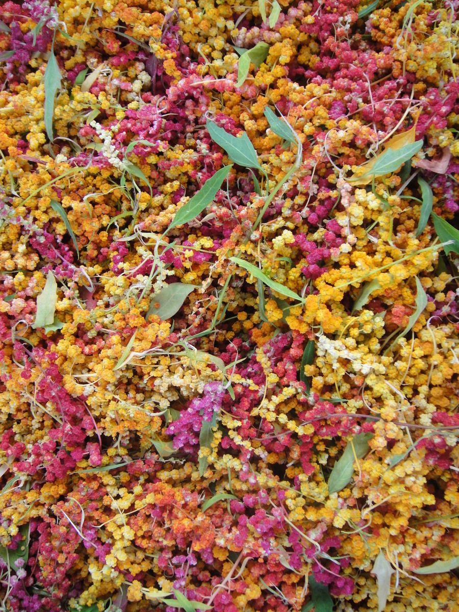 臺灣藜的果實素有彩虹田美稱(另開新視窗/jpg檔)圖片