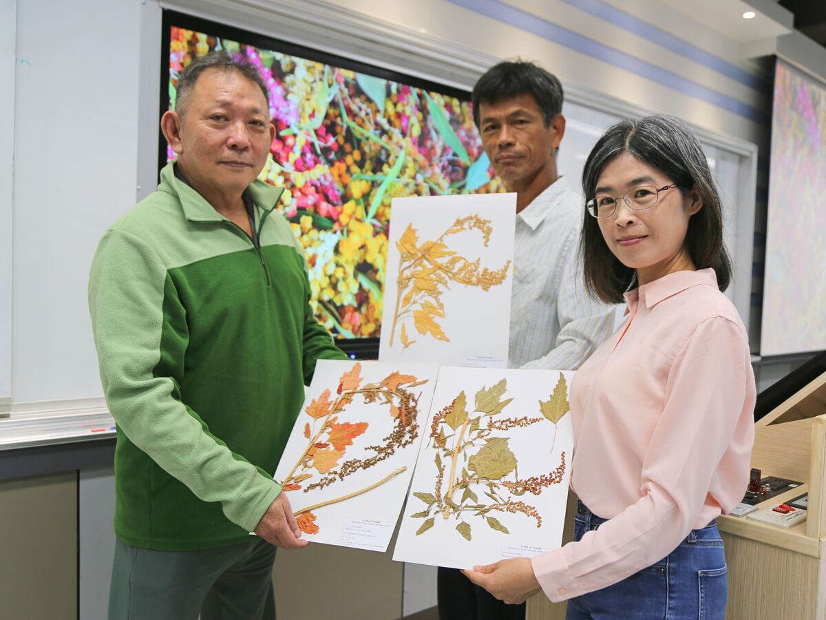 中山大學生科系助理教授劉世慧（右起）與林志忠、伍蜀中共同建立臺灣藜的國際生長編碼(另開新視窗/jpg檔)圖片