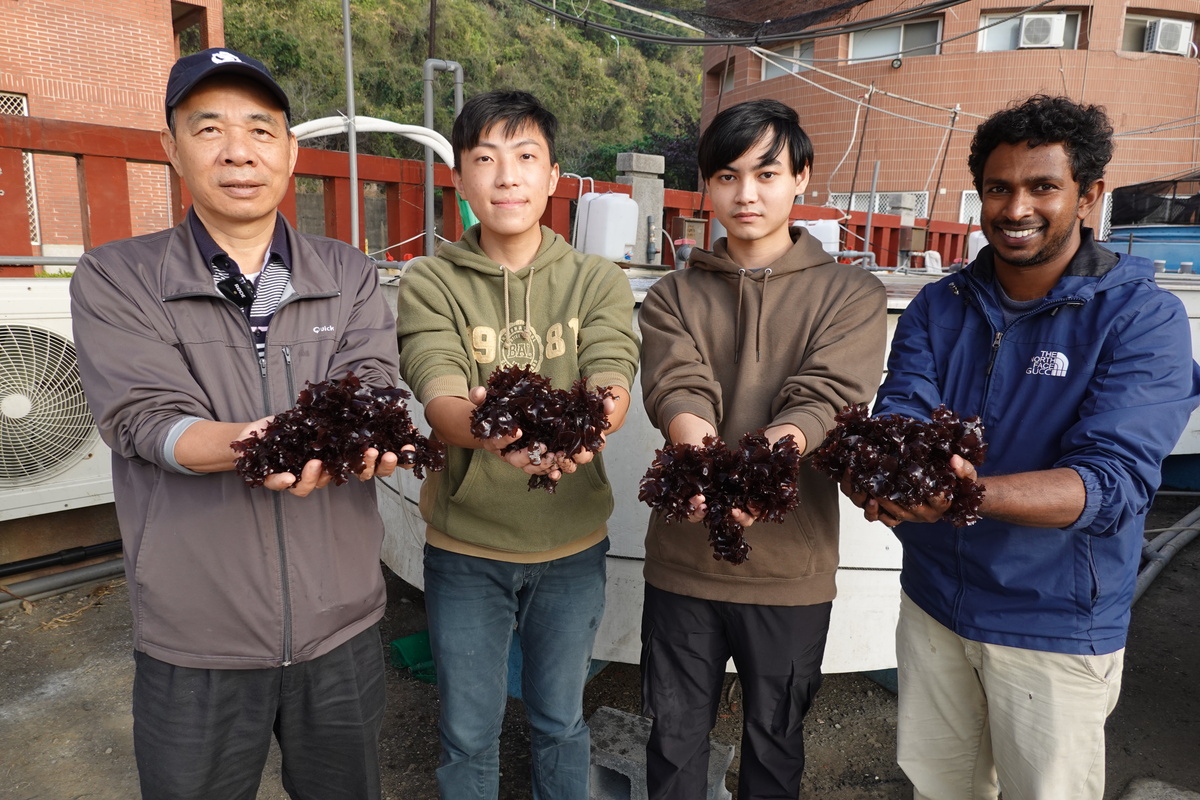 國立中山大學海洋科學院院長洪慶章（左一）團隊，測試發現台灣海木耳固碳率每年每公頃可達30噸，是台北大安森林公園的2倍。(另開新視窗/jpg檔)