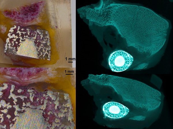 3D列印多元漸進多孔成品植入豬隻脊椎成功(另開新視窗/jpg檔)圖片