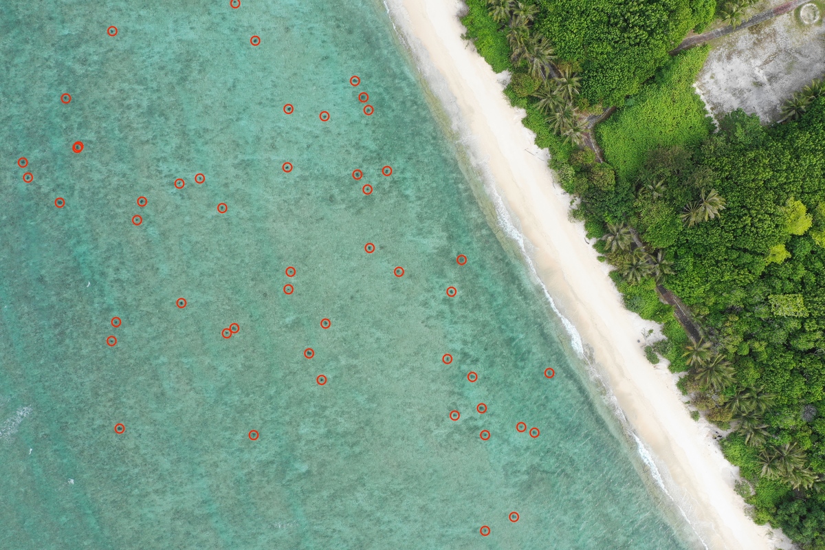 中山大學團隊以固定高度、沿著1公里長的航線，拍攝面積約0.2平方公里的區域，發現有將近200隻的海龜，因此估計在太平島周邊礁台1.06平方公里範圍內，有上千隻海龜活動。攝影／魏儀(另開新視窗/jpg檔)