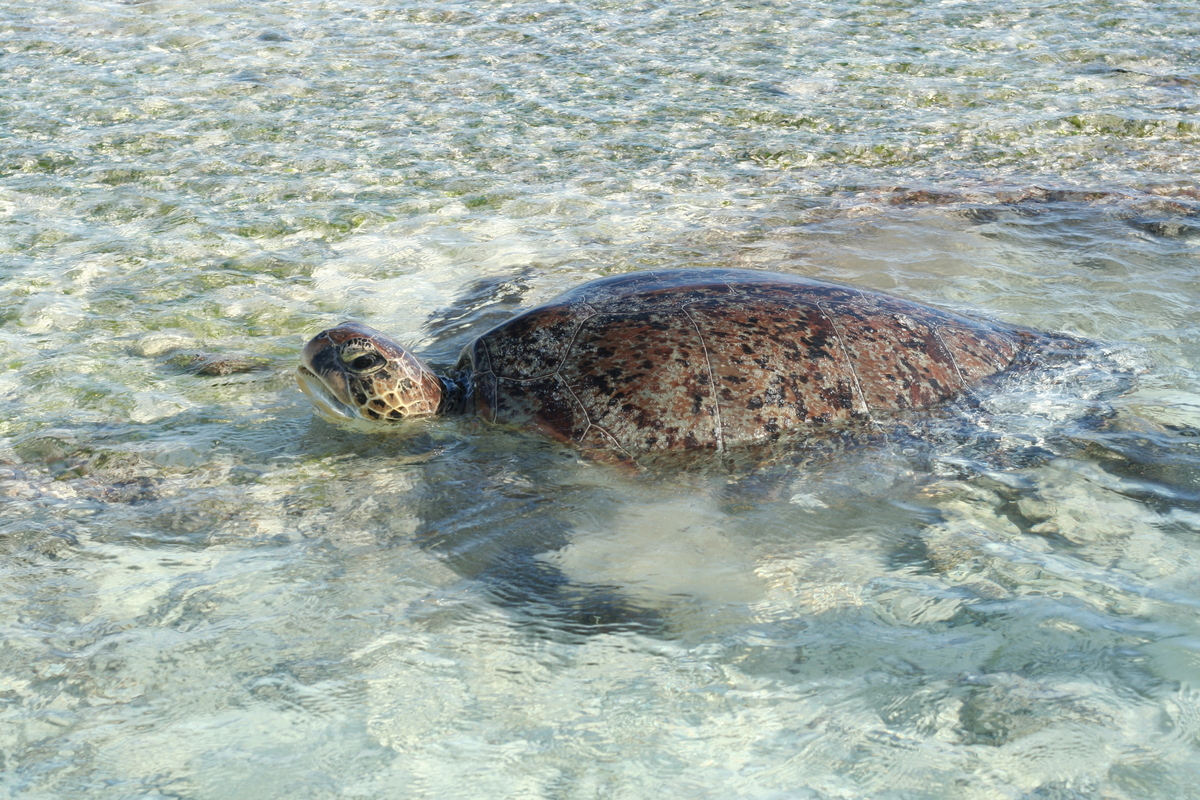 目前發現太平島上的海龜只有一種，都是綠纗龜。攝影／魏儀(另開新視窗/jpg檔)
